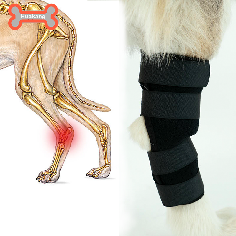 hock support for dogs
