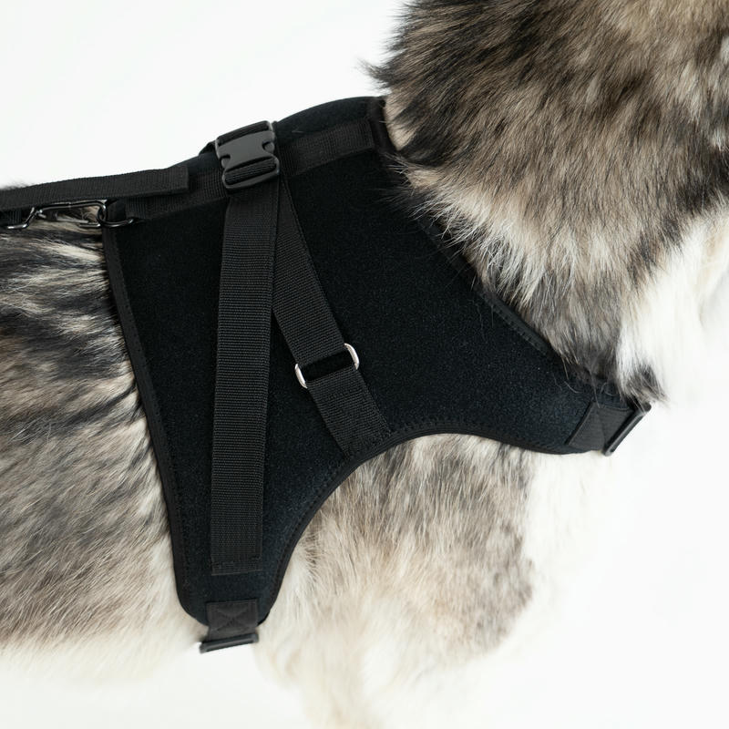 luxating patella dog brace