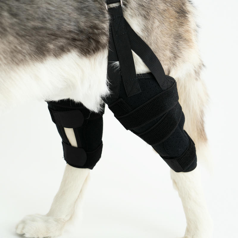 dog brace for torn acl