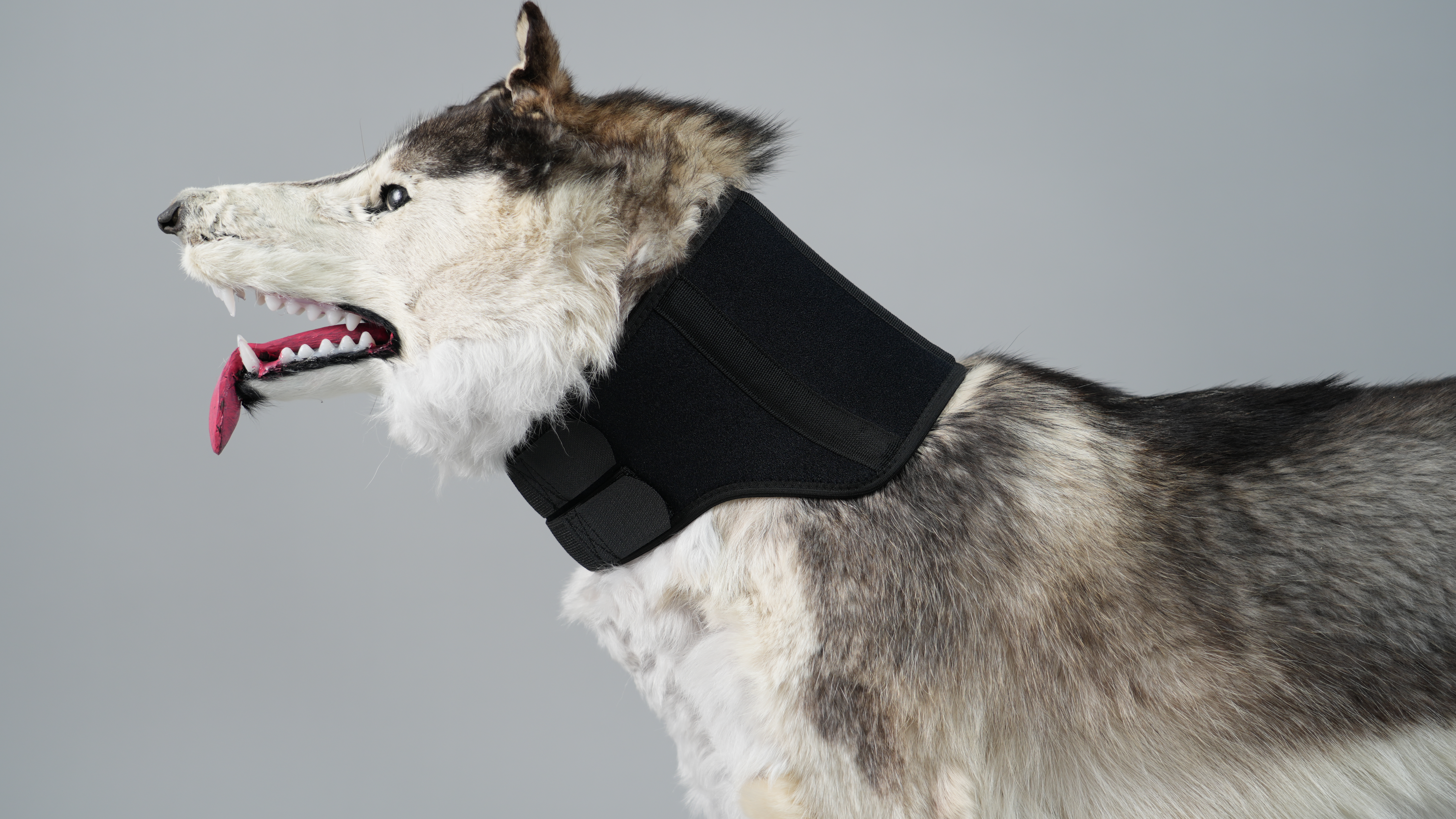 Dog Neck Brace With Hinge Support For Injury