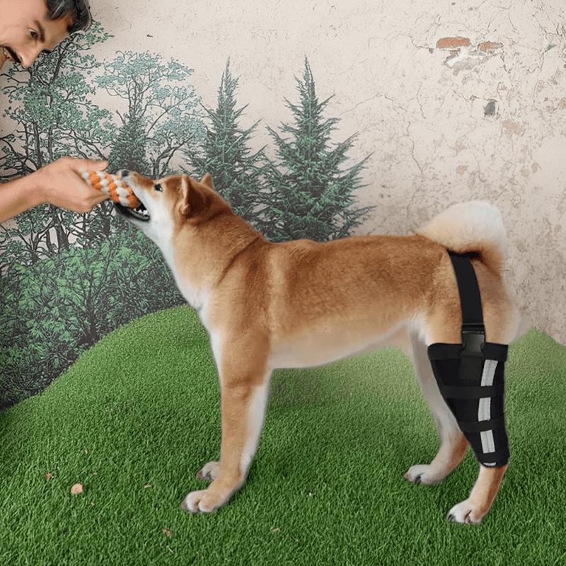 Hinged Dog Leg Brace For Torn ACL Injury