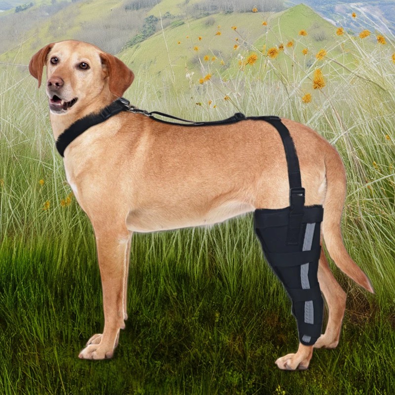 Hinged Dog Leg Brace For Torn ACL Injury