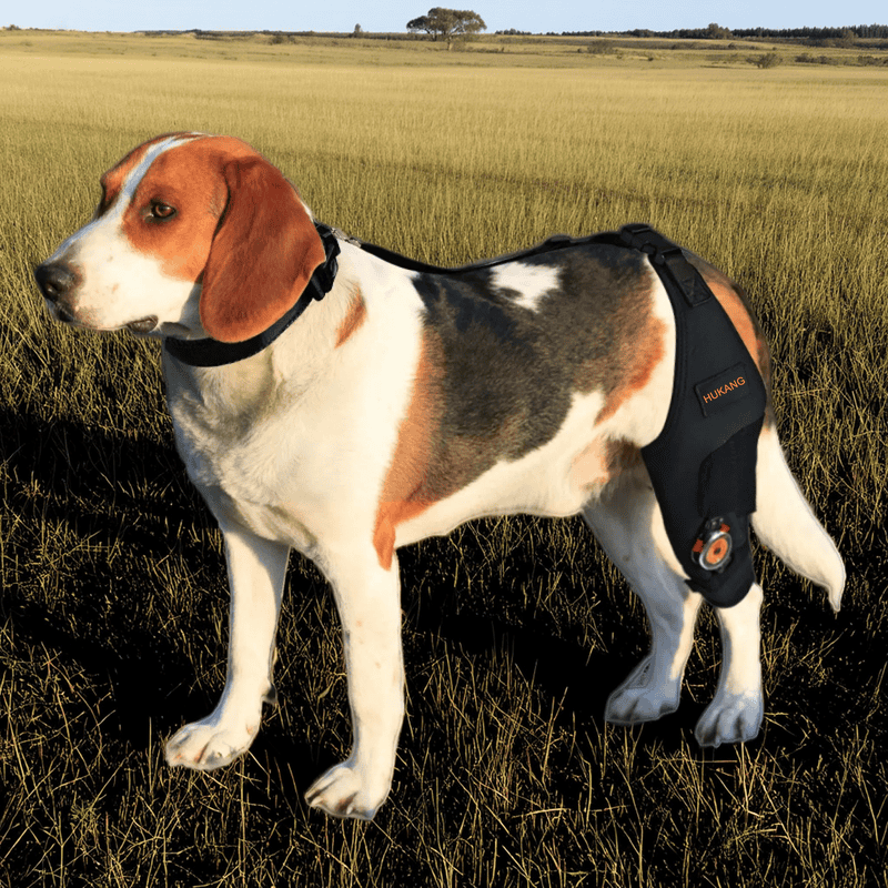 Adjustable Dog Acl Brace For Arthritis Injury