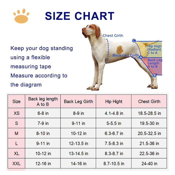 Luxating Patella In Dogs Torn Acl Brace