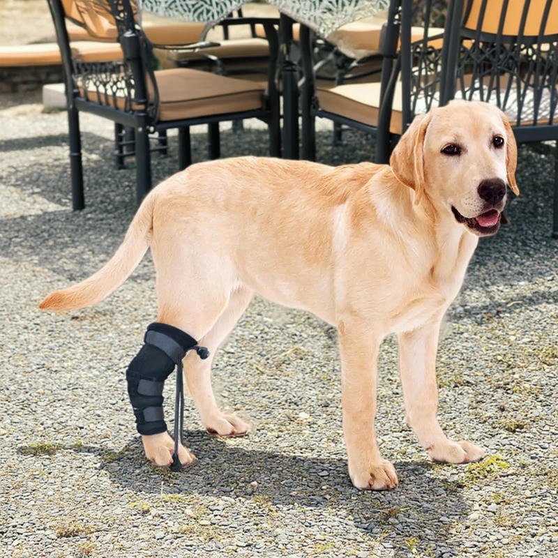 Extra Supportive Dog Hock Warp Brace