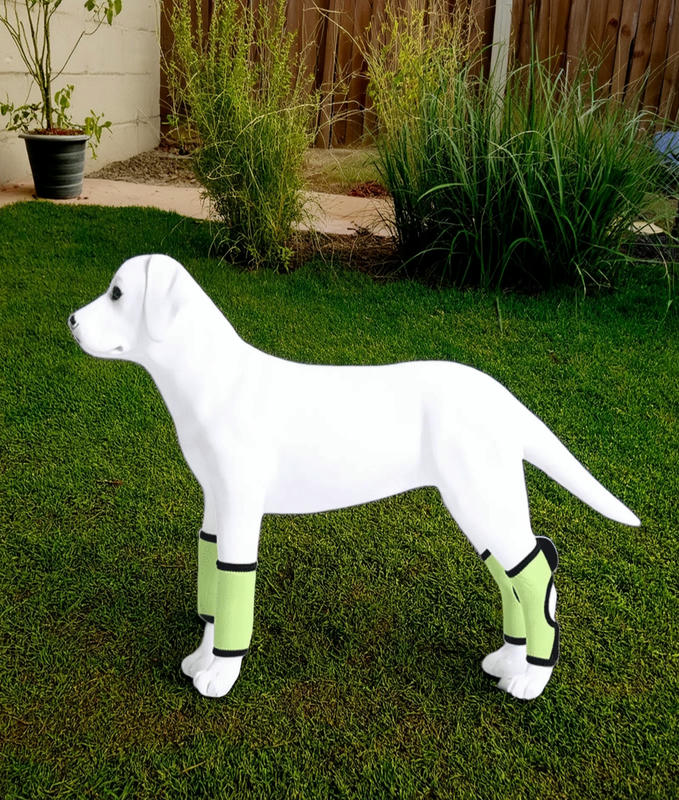 Dog Rear Hock Brace