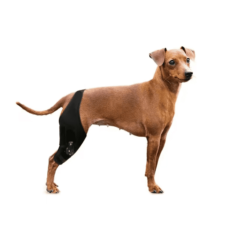 Dog Back Brace