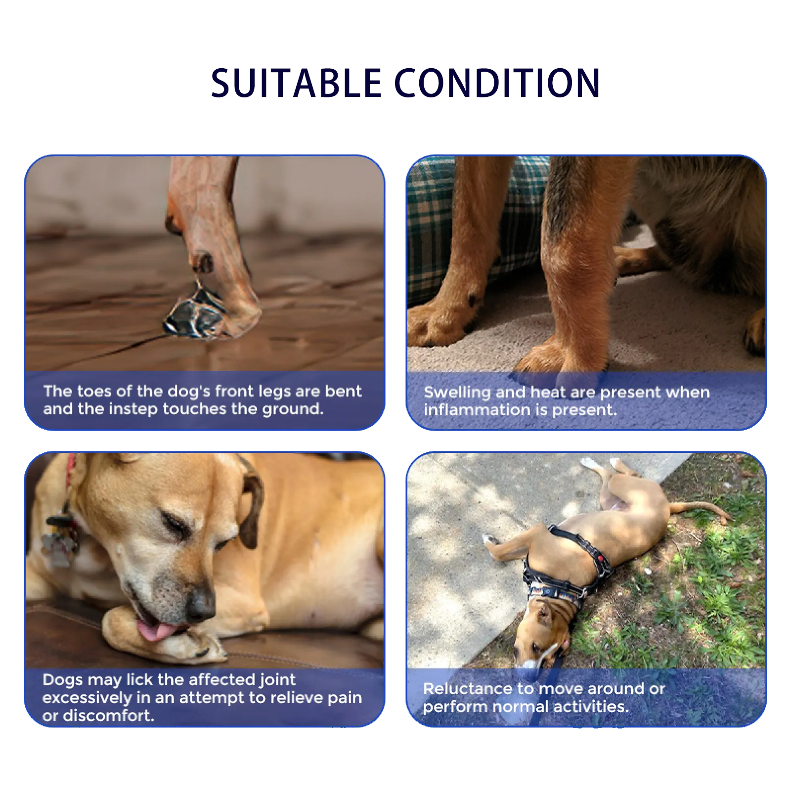 Dog Front Leg No-Knuckling Training Brace