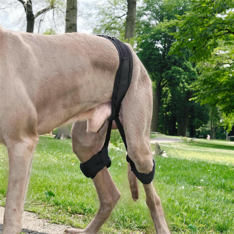 Dog Hip Brace For Hind Leg