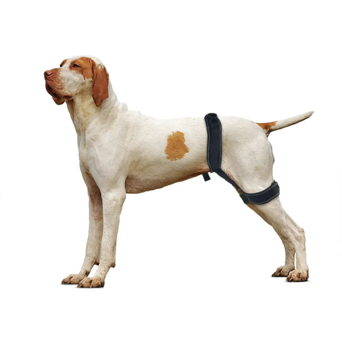 Dog Hip Brace For Hind Leg