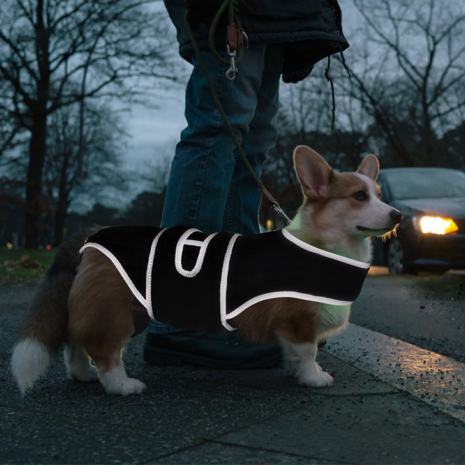 IVDD Canine Back Brace for Daily Support and Recovery