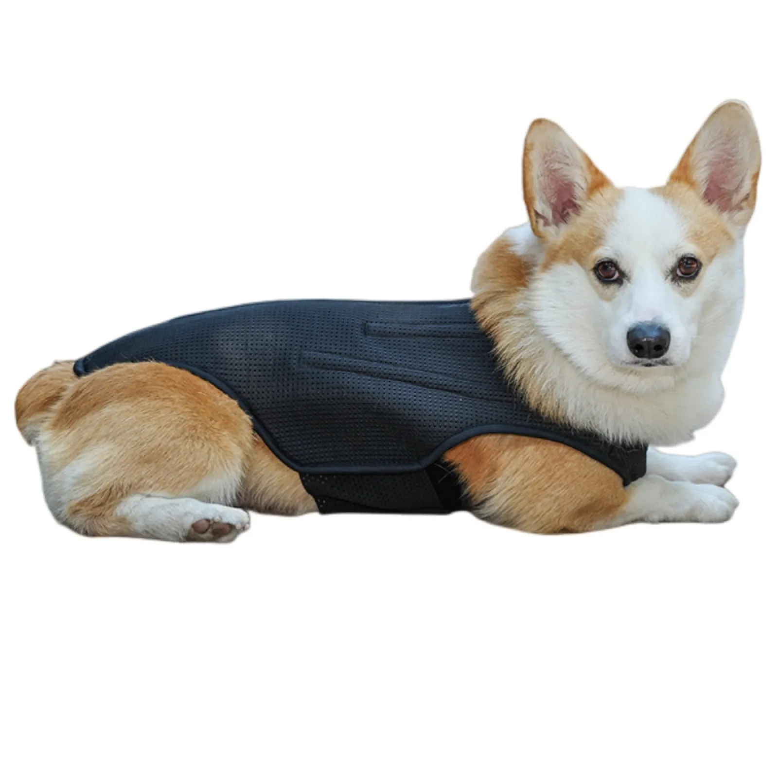 IVDD Canine Back Brace for Dogs – Breathable Dog Back Support Harness for Daily Recovery