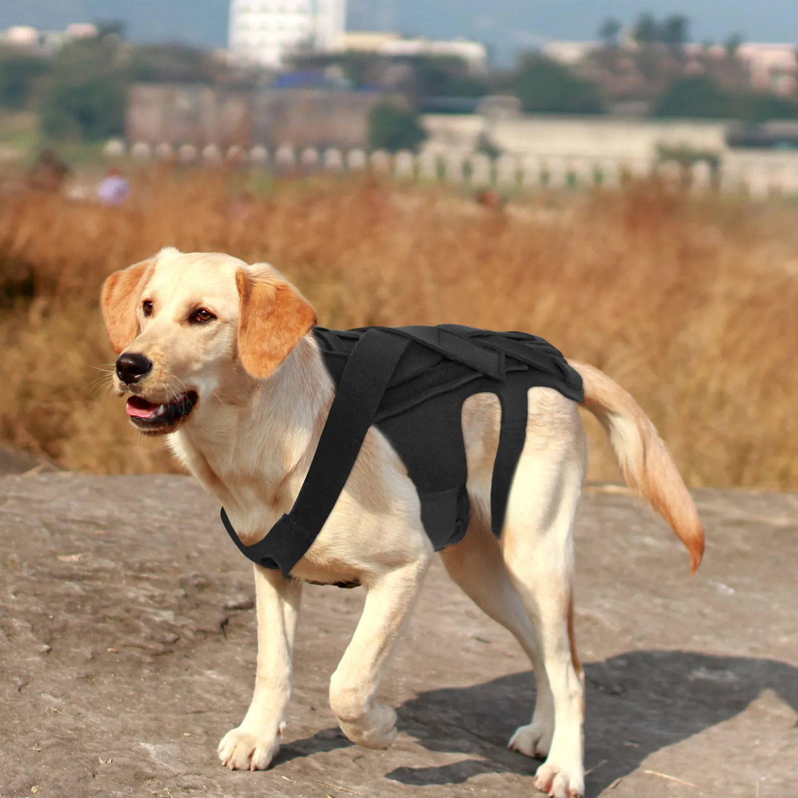 IVDD Dog Back Support Harness for Daily Stability