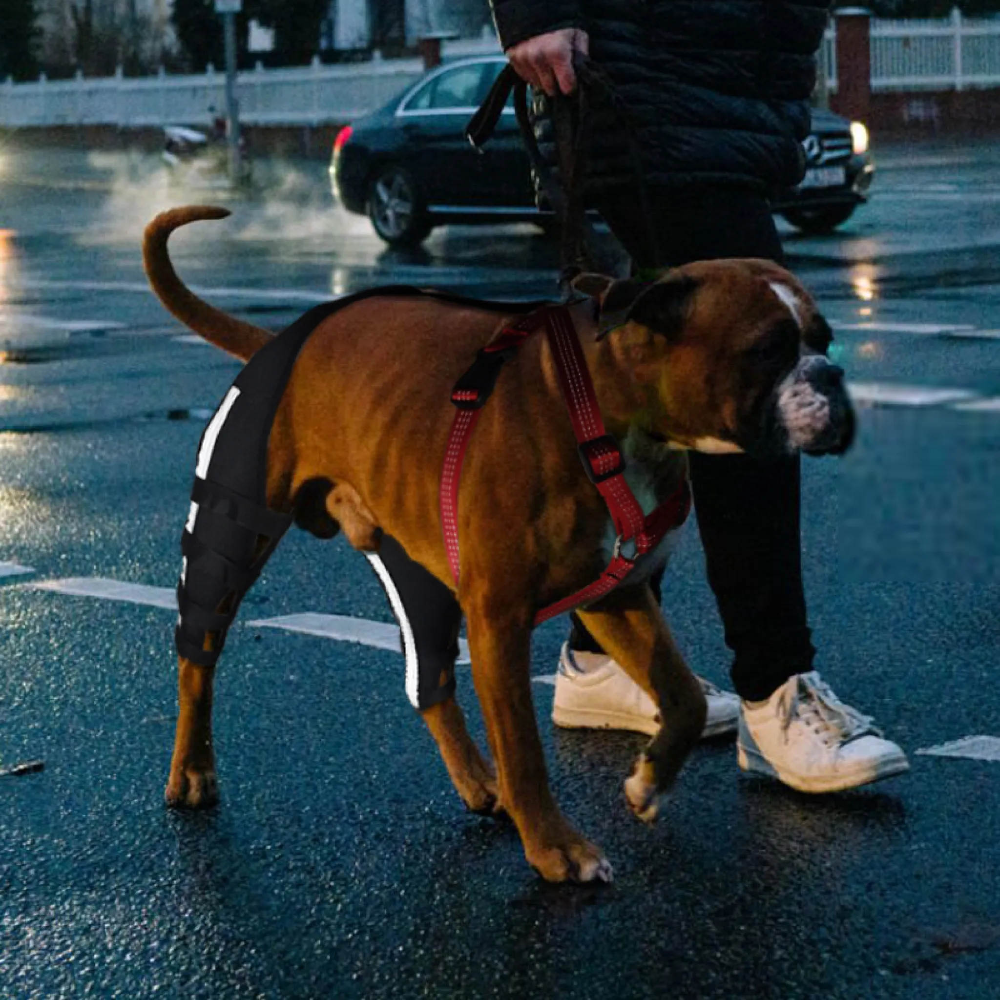 Dog Rear No Knuckling Training Sock Hock Brace