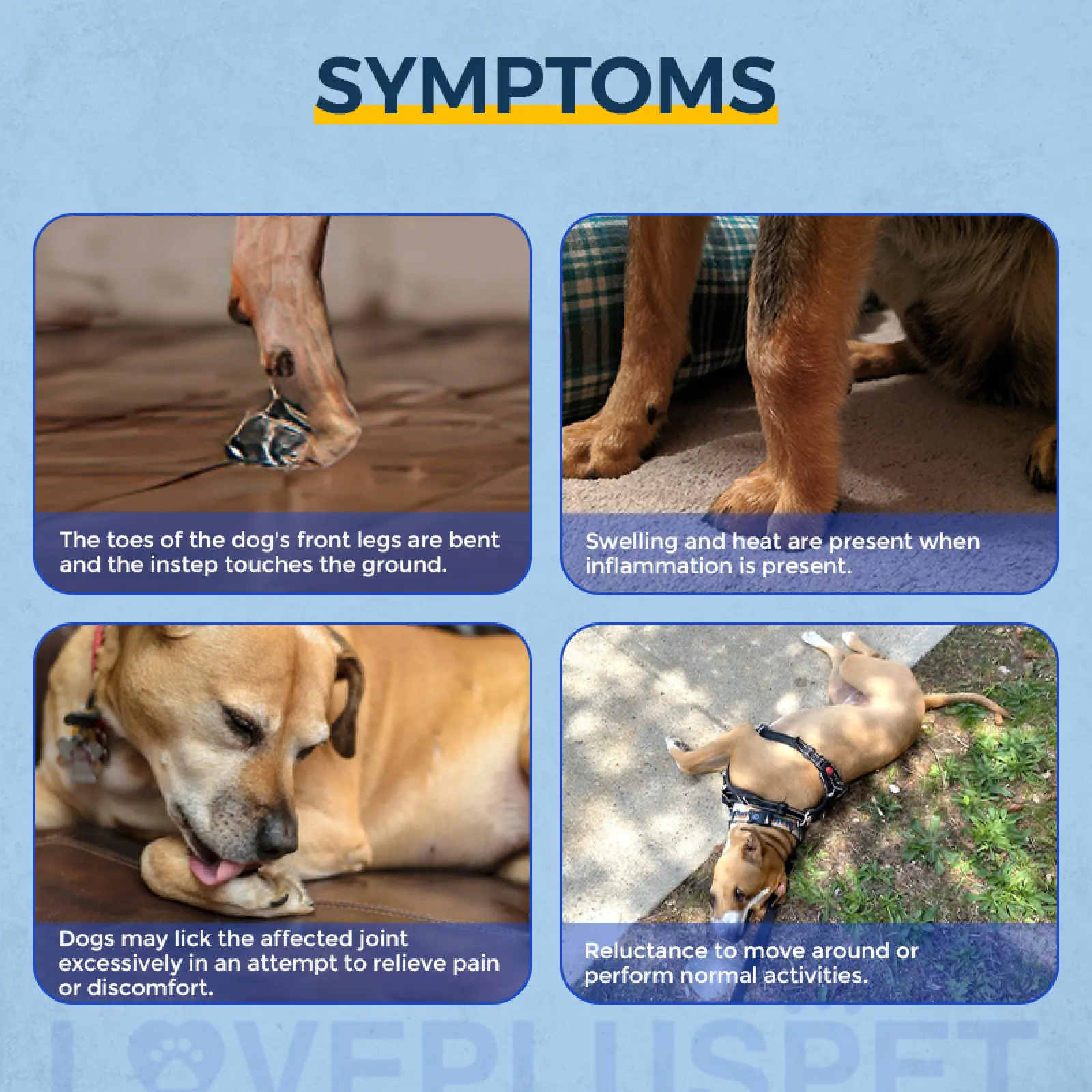 Canine Carpal Brace for Everyday Wrist Support