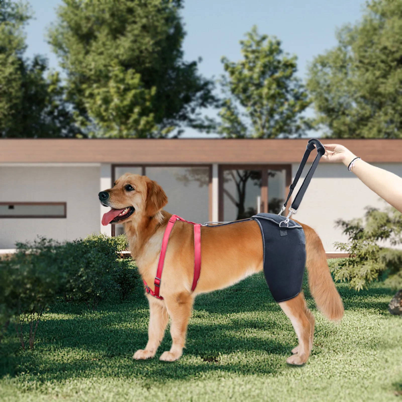 Dog Hip Brace Support Harness for Daily Mobility and Recovery