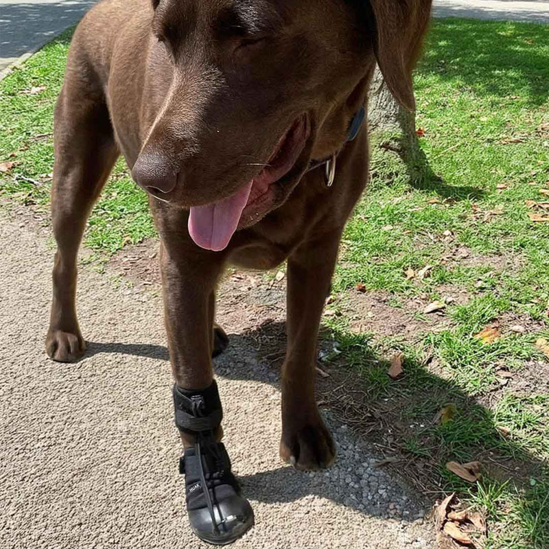 No Knuckling Boot Brace For Dogs
