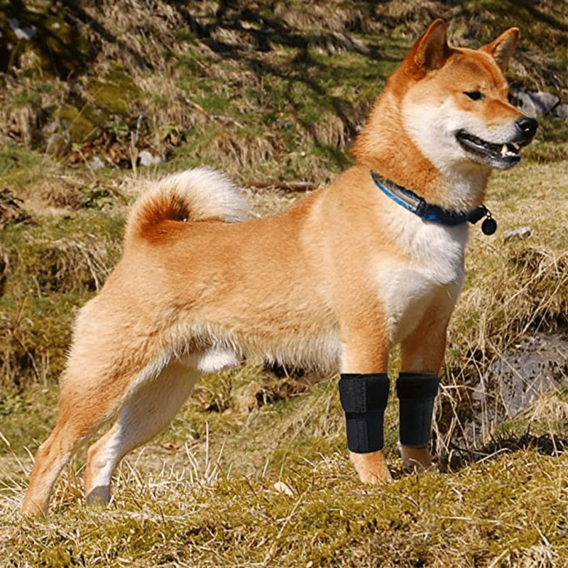 Supportive Dog Carpal Brace For Sprain Arthritis