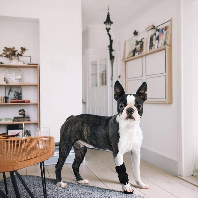 Dog Front Leg No-Knuckling Training Brace