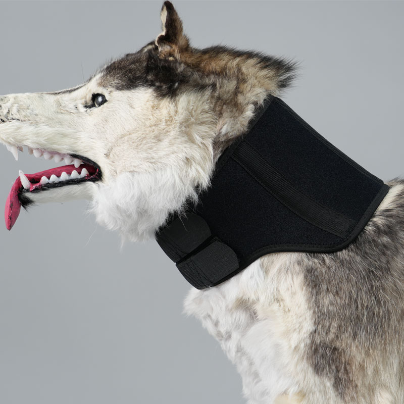 Dog Neck Brace With Hinge Support For Injury