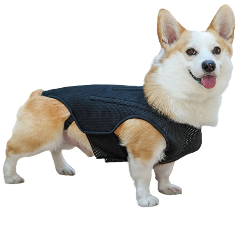 IVDD Canine Back Brace for Dogs – Breathable Dog Back Support Harness for Daily Recovery