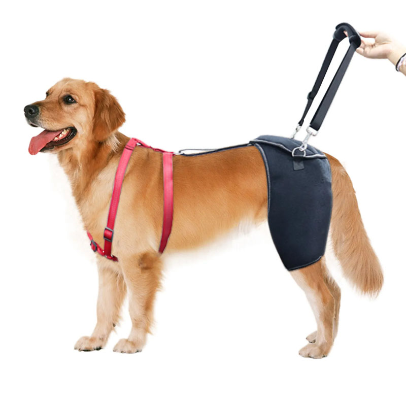 Dog Hip Brace Support Harness for Daily Mobility and Recovery