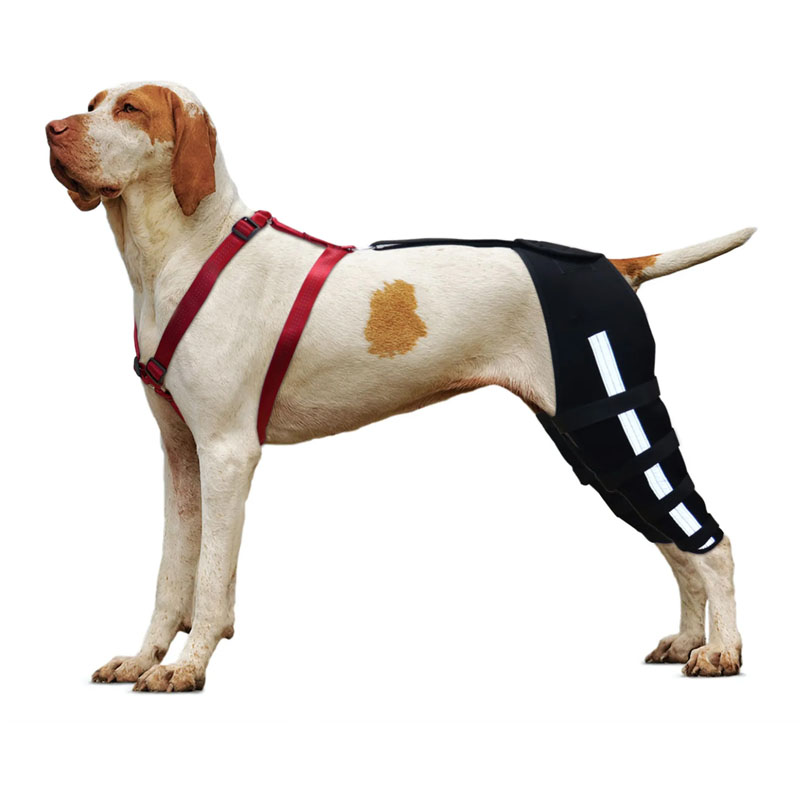 Dog Rear No Knuckling Training Sock Hock Brace