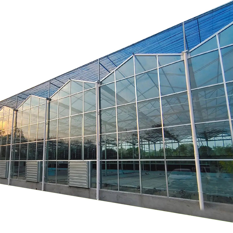 Fully Automatic Venlo-type Glass Greenhouse
