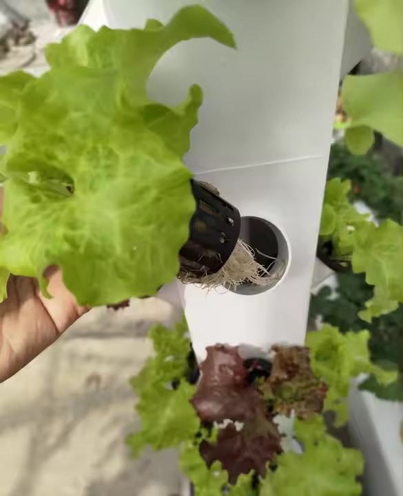 A-shaped Hydroponic Planting System
