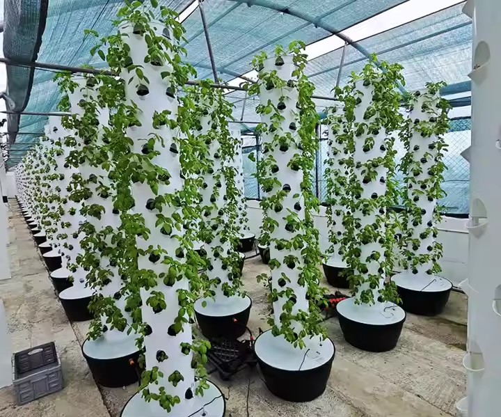 Soilless Cultivation
