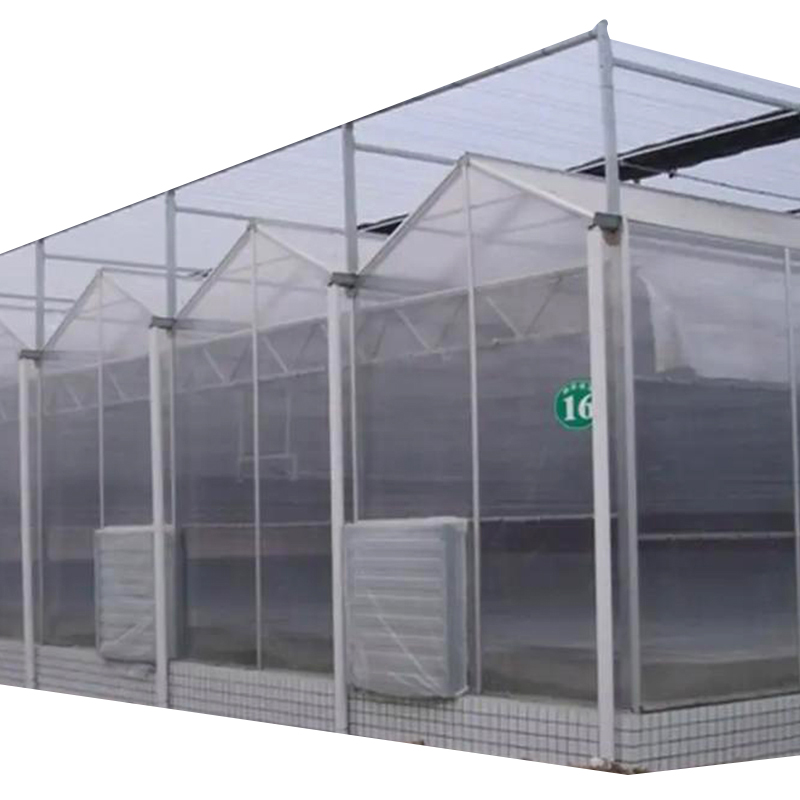 Intelligent Control Modern Mushroom Film Greenhouse