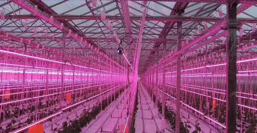 invernadero sin suelo