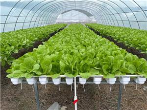 Qatar  5000 SQM greenhouse vegetables