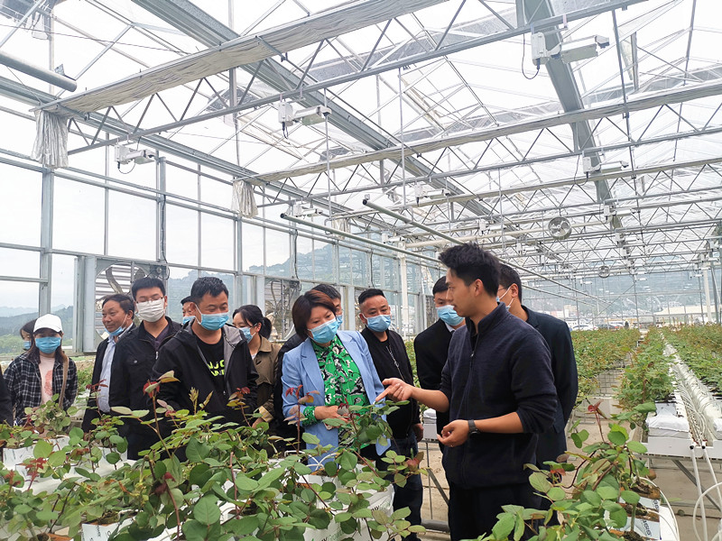 Greenhouse Study