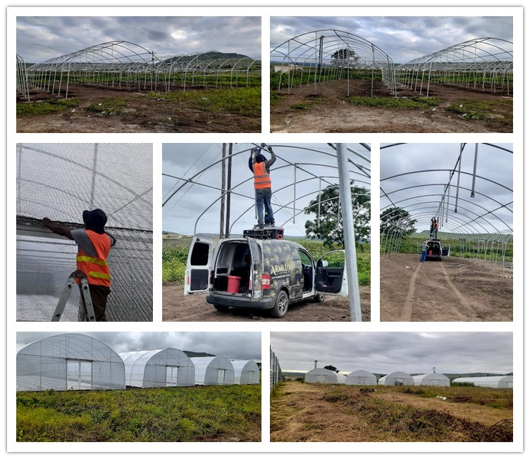 4800SQM Tunnel film greenhouse in South Africa