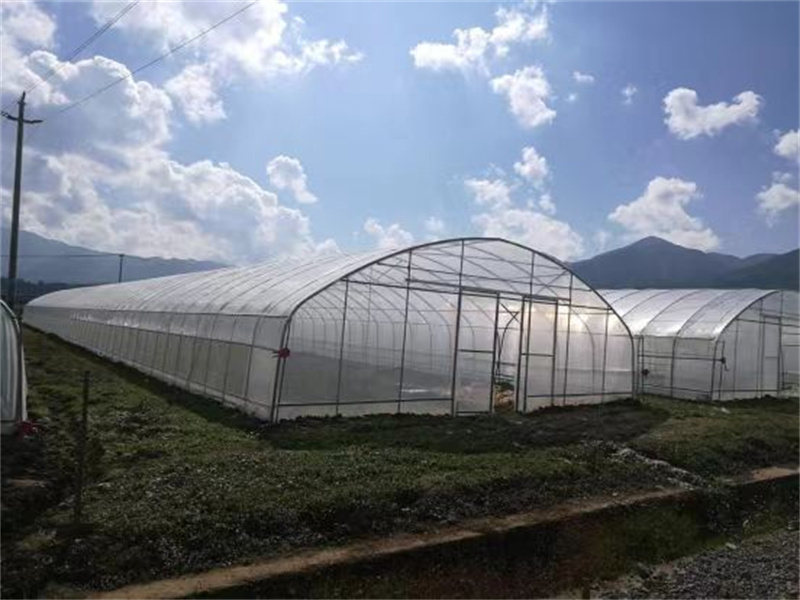Simple Tunnel Shape Green House