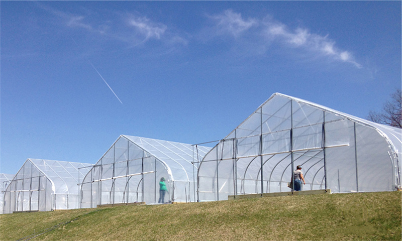 High Tunnel Arch Type Tunnel Plastic Greenhouse