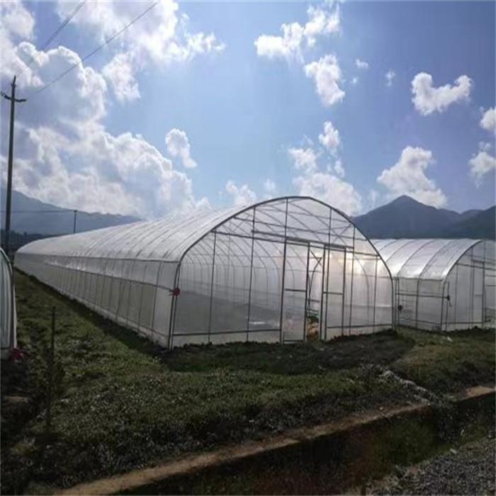 Single Span PE Film Low Tunnel Greenhouse