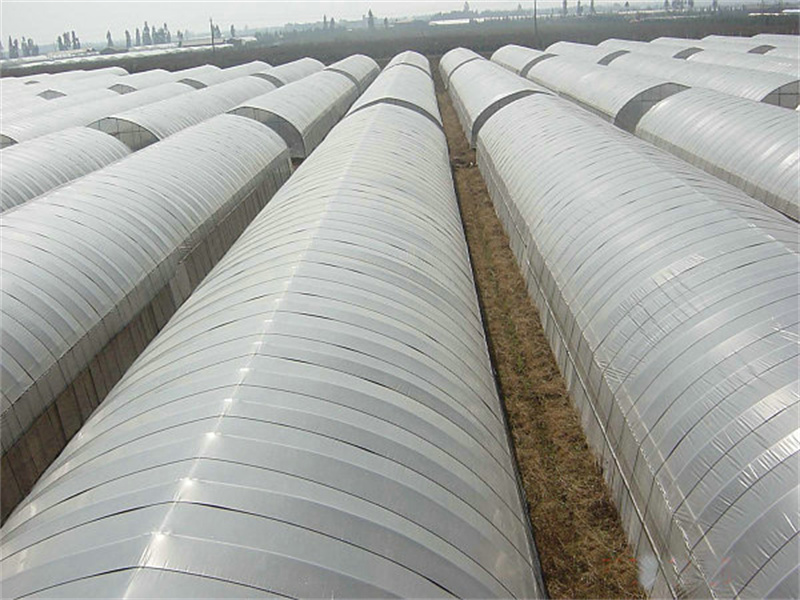 Single Tunnel Easy To Install Greenhouse