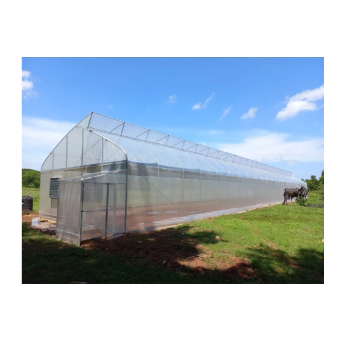 Poly Plastic Film Tunnel Greenhouse