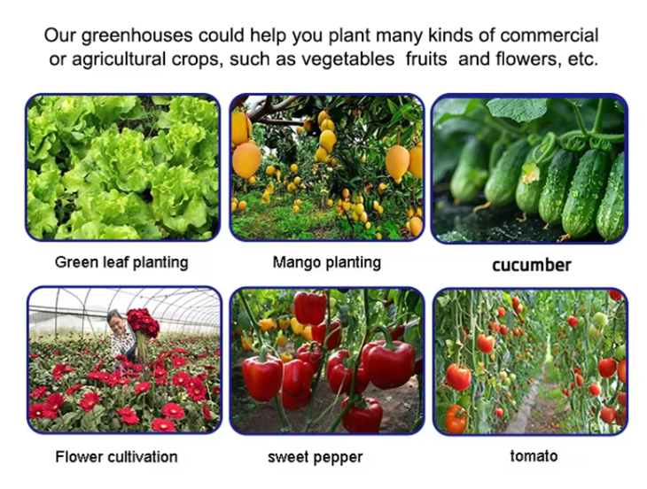 poly tunnel greenhouse