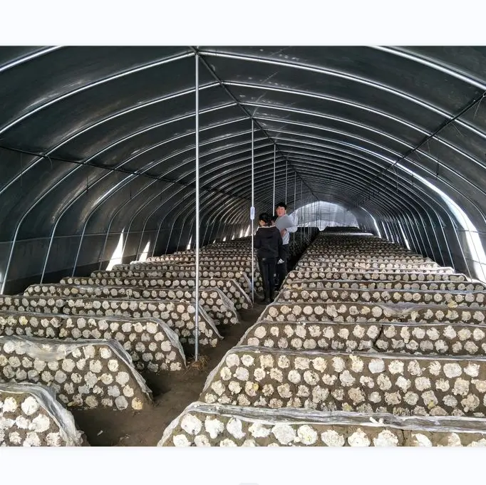Mushroom Grow Greenhouse