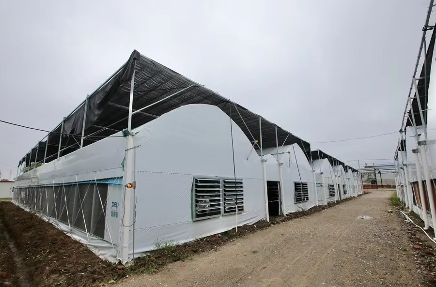 Mushroom Grow Greenhouse