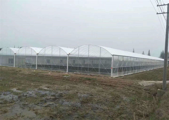 Comprar Invernadero de película multicapa, Invernadero de película multicapa Precios, Invernadero de película multicapa Marcas, Invernadero de película multicapa Fabricante, Invernadero de película multicapa Citas, Invernadero de película multicapa Empresa.