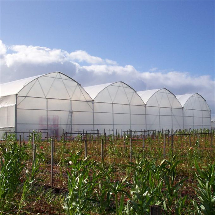 Commercial Plastic Film Greenhouse Equipment