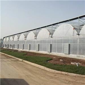 Strong Structure Big Gutter Connected Greenhouse