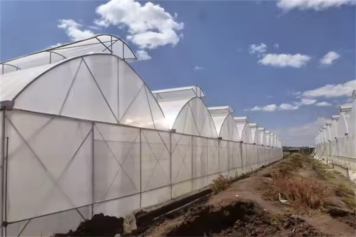 Strong Structure Big Gutter Connected Greenhouse