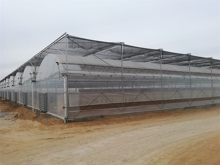 Hydroponic Tomato Greenhouse