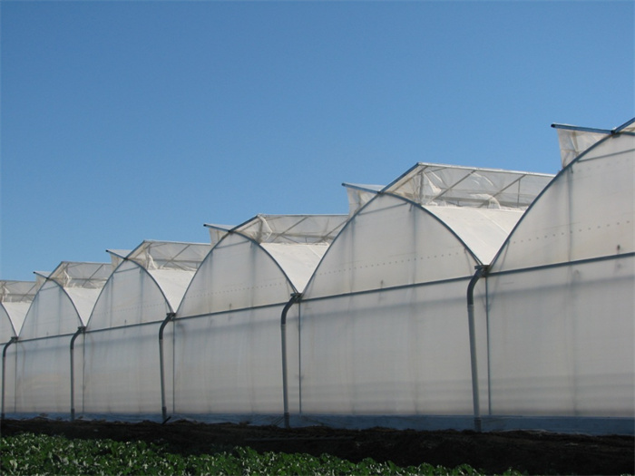Hydroponic Tomato Greenhouse