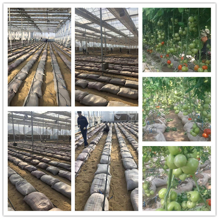 Hydroponic Tomato Greenhouse
